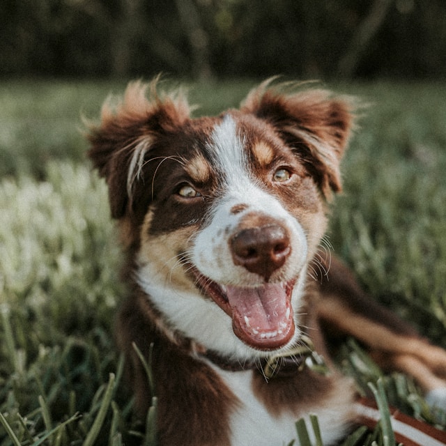 Husdjuret Luna – Golden Retriever